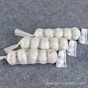 Chinese factory Wholesale Fresh Garlic